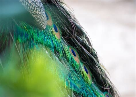 Premium Photo | Close-up of peacock tail