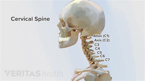 Cervical Spine Anatomy - Dermatomes Chart and Map