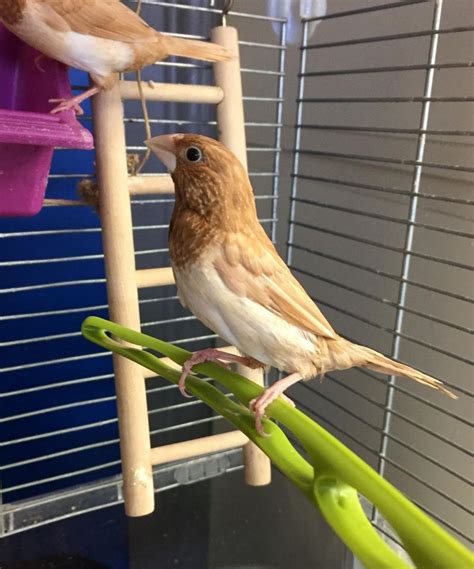 Society Finches in Barrie, Ontario | Doogans Pet Centre