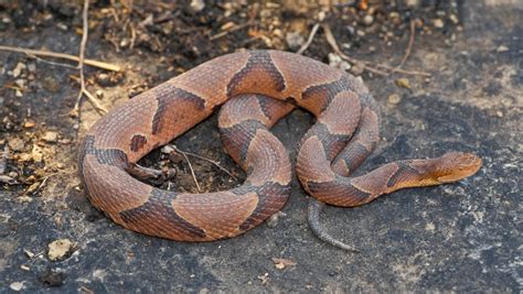 Dispelling the myths surrounding copperhead snakes