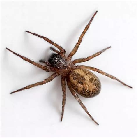 How to tell if spiders in your house are harmful or not - Wales Online