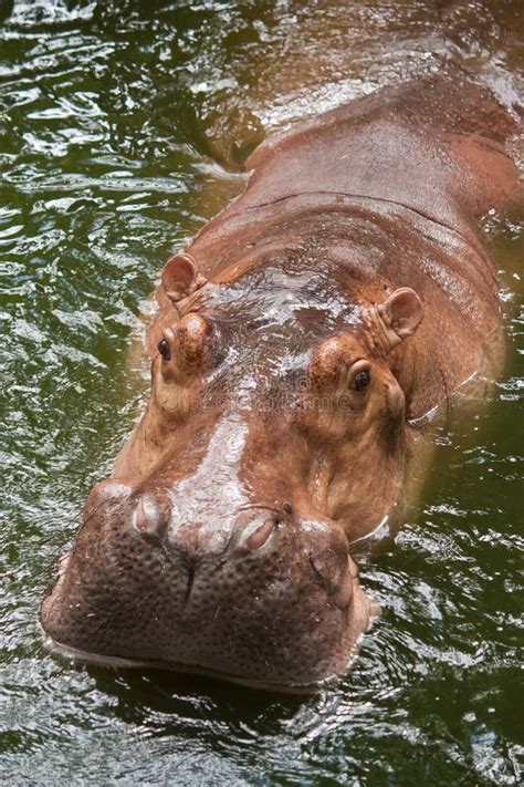 Hippopotamus stock image. Image of mouth, nature, africa - 58416935