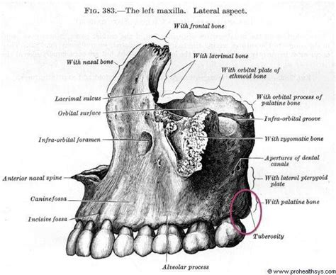 Tuber maxillae | Anatomy for artists, Illustration, Lion sculpture