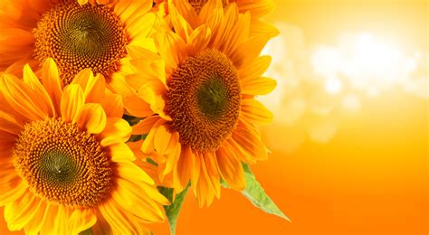 Download Flower Nature Sunflower 8k Ultra HD Wallpaper