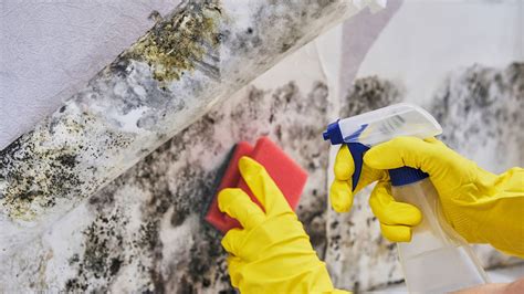 Mould removal: The best ways to get rid of mould for good | Homebuilding