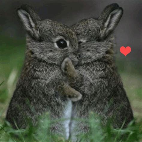 Cute Hugging Bunnies. Free Cute Hugs eCards, Greeting Cards | 123 Greetings