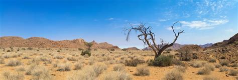 Bare Tree on Desert Land · Free Stock Photo