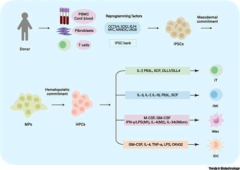 Induced Pluripotent Stem Cells