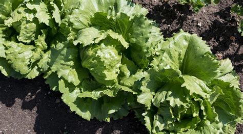 How to Plant, Grow, and Care for Iceberg Lettuce