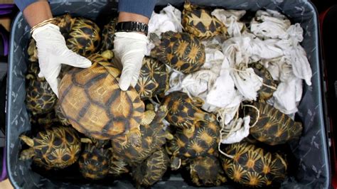 Turtles in Demand as Pets, Leading to Increase in Poaching