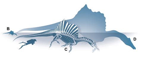 New Research on Spinosaurus dinosaur tooth numbers lends support that Spinosaurus lived in water