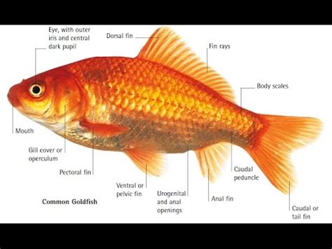 Common Gold Fish Body Parts - YouTube