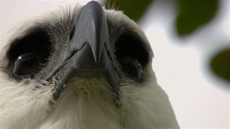 Harpy Eagle Fact Sheet | Blog | Nature | PBS