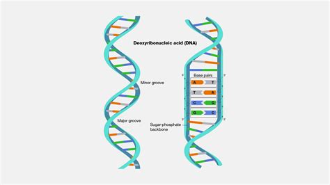 DNA Double Helix Poster | ubicaciondepersonas.cdmx.gob.mx