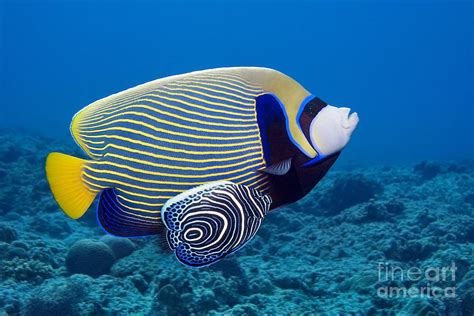 Adult and juvenile emperor angelfish Photograph by Fabrice Bettex ...