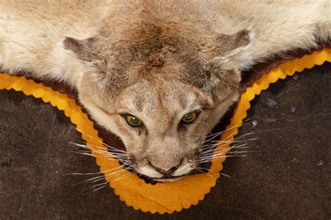 Vintage Taxidermy Mountain Lion Skin Rug For Sale at 1stdibs