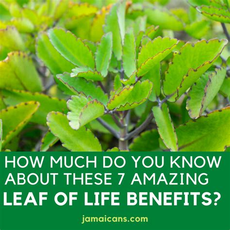 How Much do you Know About These 7 Amazing Leaf of Life Benefits? - Jamaicans and Jamaica ...