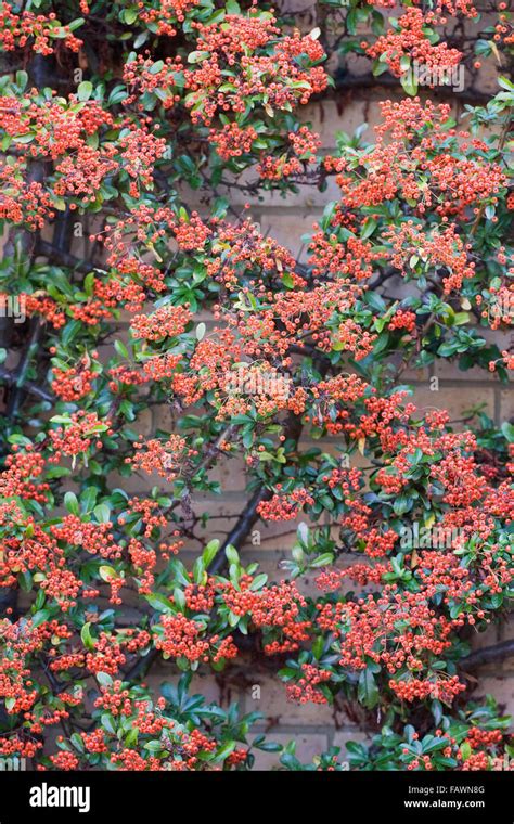 Pyracantha berries. Pyracantha trained against a brick wall Stock Photo ...