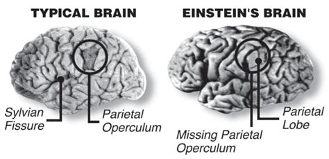 Short Facts about Albert Einstein – Page 3 – 12 Facts of Just About ...