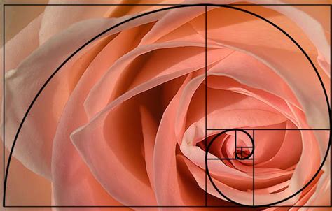 golden-spiral-applied-photography-2_1_ | Jueves Filosofico