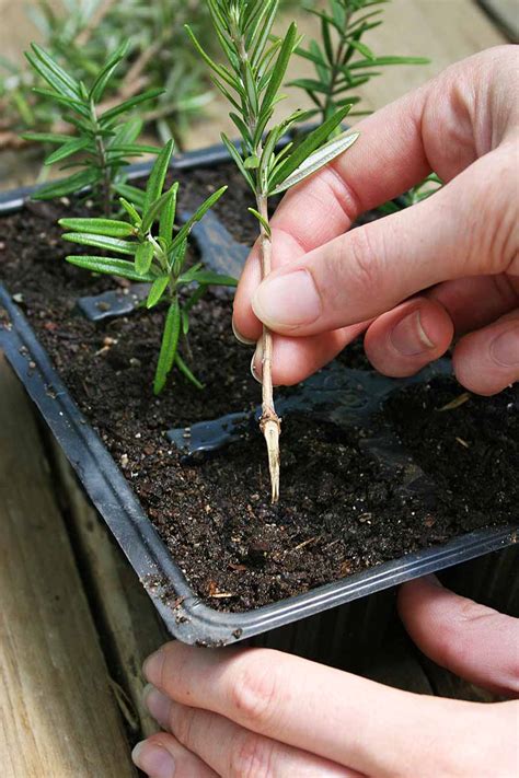 How to Propagate Rosemary Plants | Gardener’s Path