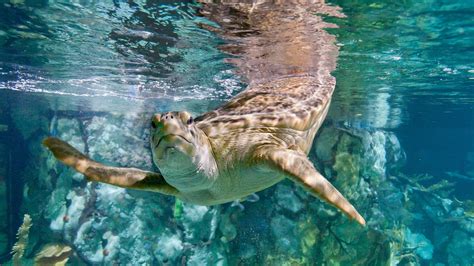 Shedd Aquarium — Museum Review | Condé Nast Traveler