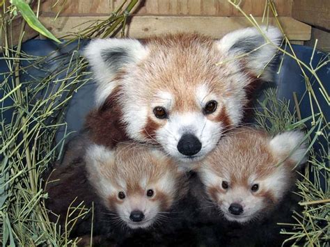 Photo To Art Guy Blog | Red panda baby, Cute animals, Red panda