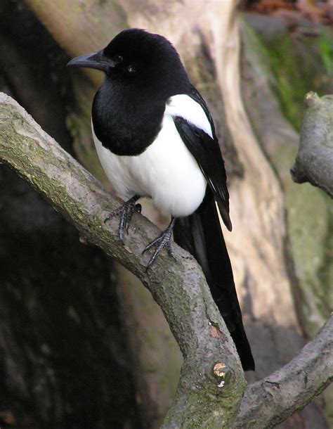 Magpie - Wikipedia