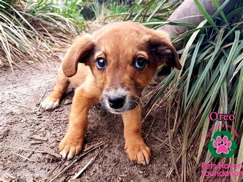 Oreo - Small Male Border Collie x Dachshund Mix Dog in VIC - PetRescue