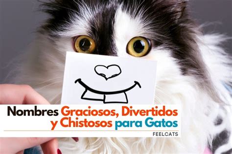 Nombres Graciosos y Chistosos para Gatos | FeelCats