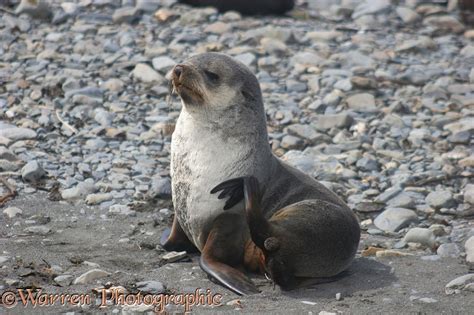 Antarctic Fur Seal photo WP11984