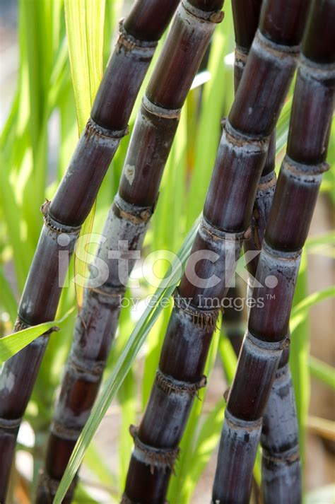 Purple Sugar Cane Growing In Tropical Climate Stock Photo | Royalty ...