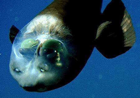 Barreleye Fish. The barreleye has a transparent head that allows it to ...