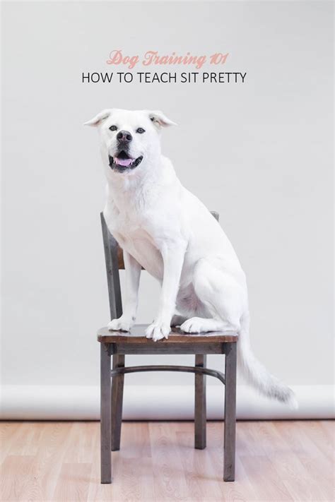 How to Teach Your Dog "Sit Pretty" | Dog training, Modern dog magazine, Dog magazine