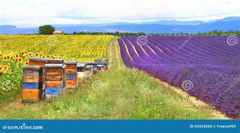 Provence, France , Countryside Stock Photo - Image of cultivation, blue ...