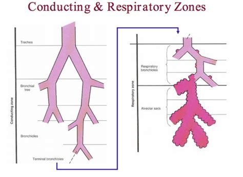 Respiratory Zone