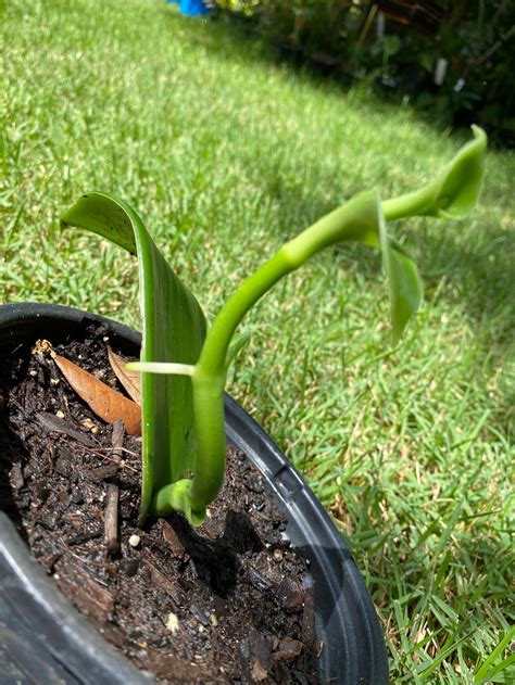 Vanilla Bean Orchid Live Plant | Etsy