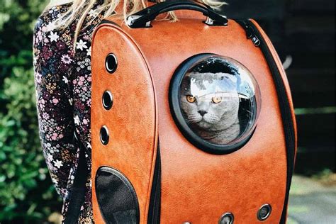 Top 12 Best Cat Backpacks Reviewed in [2024]