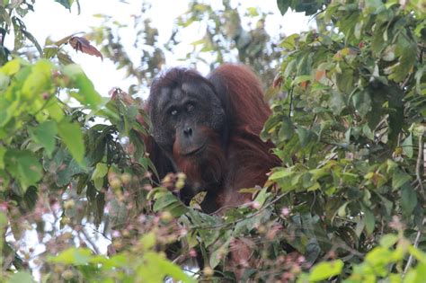 KINABATANGAN WILDLIFE EXPEDITIONS: Kinabatangan Wildlife Orang Utan Expeditions