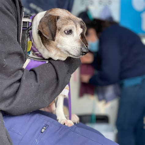 Seattle Veterinary Outreach