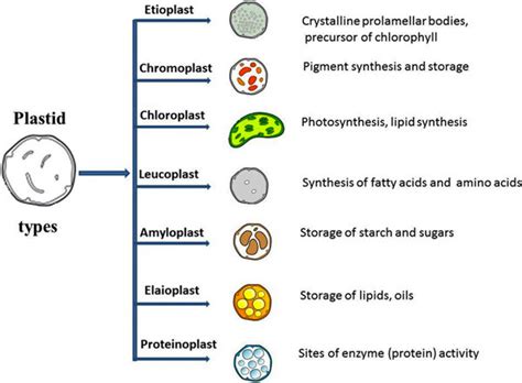 Plastids In A Plant Cell Diagram