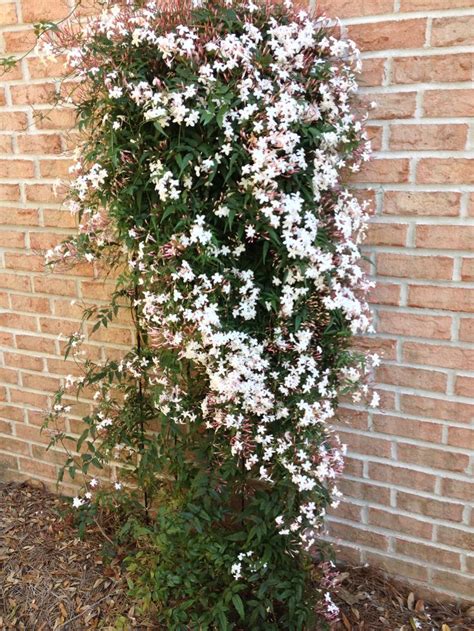 Jasmine | Plants, Garden, Jasmine