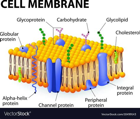 Structure Of Plasma Membrane Diagram / Components And Structure Boundless Biology : The plasma ...