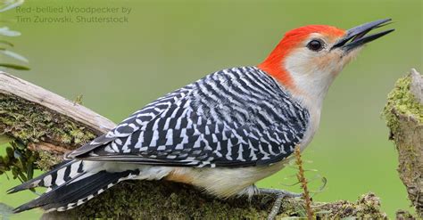 Red-bellied Woodpecker - American Bird Conservancy