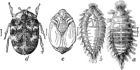 Furniture Carpet Beetle Life Cycle - Carpet Vidalondon