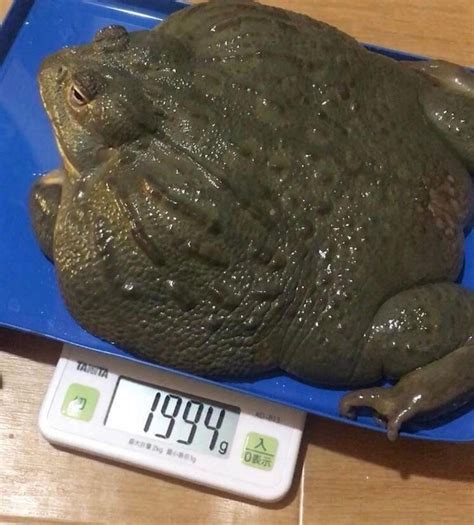 Fat Frog : r/frogs