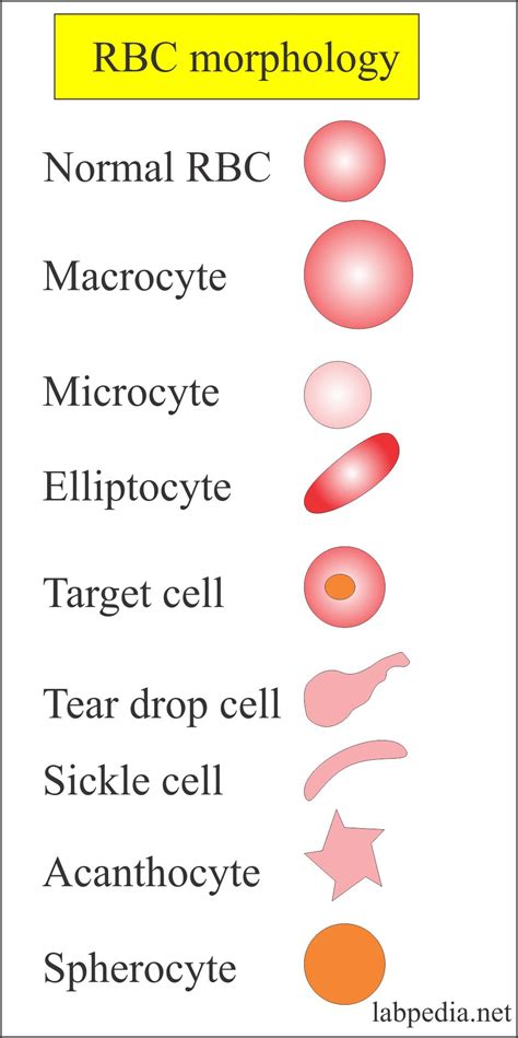 Red Blood Cell (RBC):- Part 2 - Peripheral blood smear, Normal Picture ...