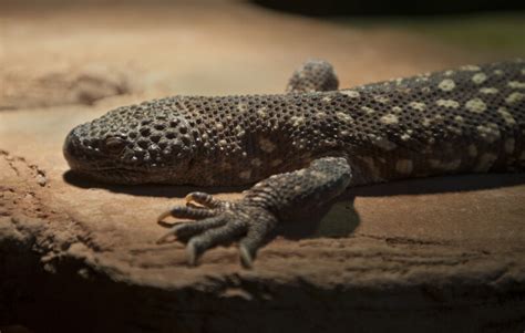 Mexican Beaded Lizard | ClipPix ETC: Educational Photos for Students and Teachers