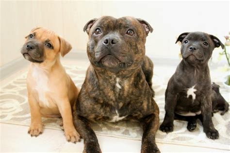 The Staffordshire Bull Terrier: a courageous, loving family companion – Wag Pet Boutique