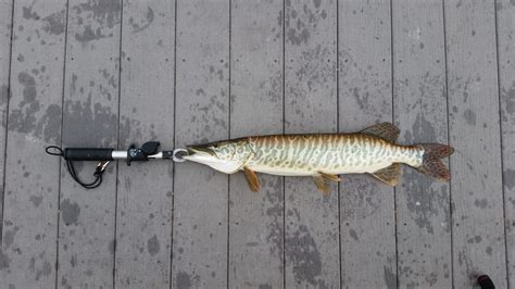 Tiger Muskie (Tiger Muskellunge) - Fish Hudson Valley